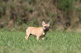 BOULEDOGUE FRANCAIS 582